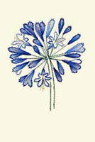 Agapanthus Stitched Card