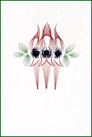 Desert Pea Stitched Card