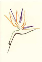 Strelitzia Stitched Card